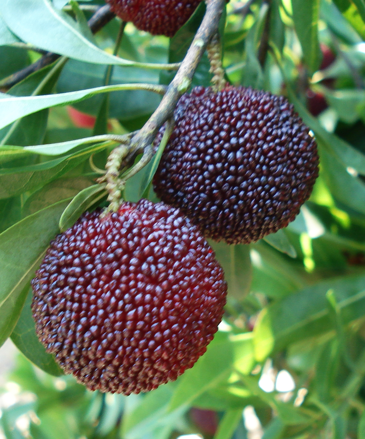 Myrica Rubra